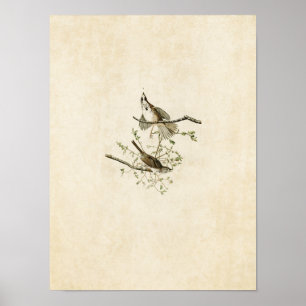 Plate 25   Song Sparrow   Birds of America Poster