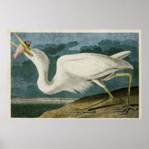 Plate 281   Great White Heron   Birds of America Poster