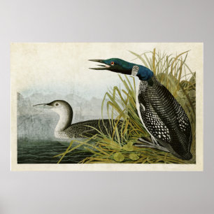 Plate 306   Great Northern Diver or Loon Poster