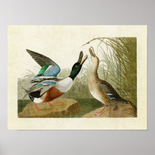 Plate 327 Shoveler Duck Vögel in Amerika Poster
