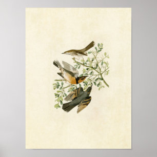 Plate 369   Mockingbird & Varieté Thrush Poster