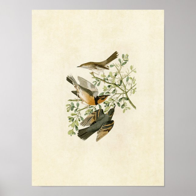Plate 369 | Mockingbird & Varieté Thrush Poster (Vorne)