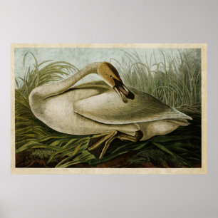 Plate 376 Trumpeter Swan Birds of America Poster