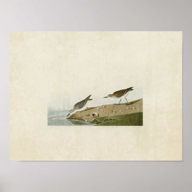 Plate 405 | Semipalmated Sandpiper Poster (Vorne)