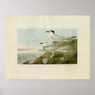 Plate 409   Havell's Tern and Trudeau's Tern Poster