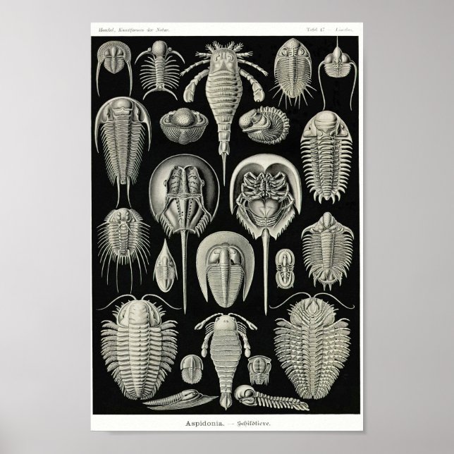 Plate 47. Aspidonia. Poster (Vorne)