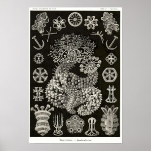 Plate 50. Ach ja. Poster