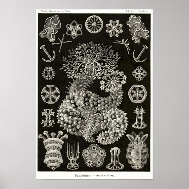 Plate 50. Ach ja. Poster (Vorne)