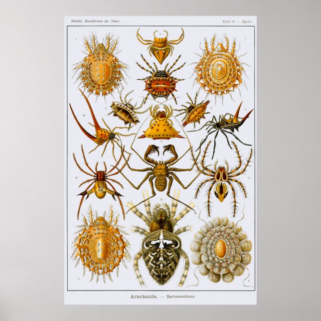 Plate 66. Arachnida. Spinnen (Reihenfolge Araneae) Poster (Vorne)