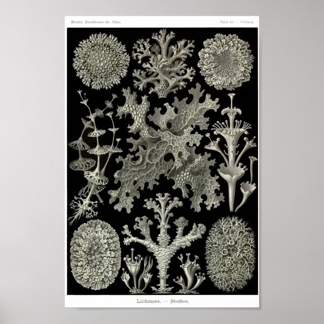 Plate 83. Lichen. Poster (Vorne)