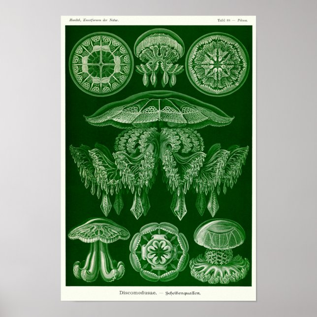 Plate 88. Beschwerden. Poster (Vorne)