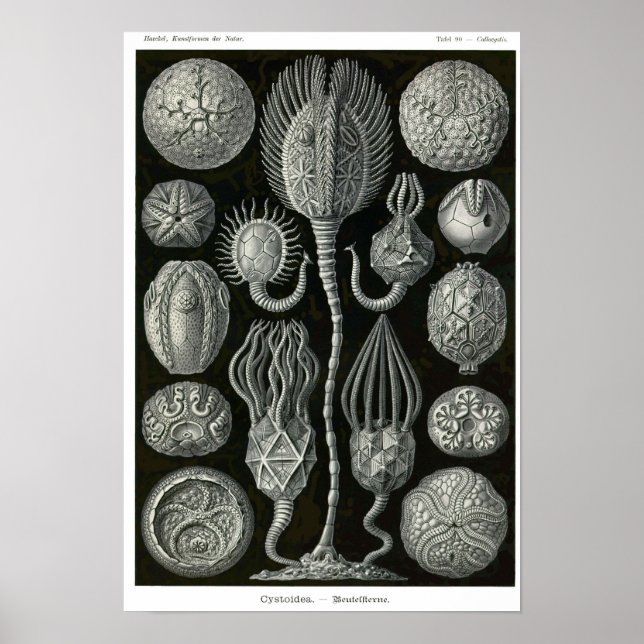 Plate 90. Cystoidea. Poster (Vorne)
