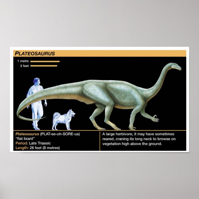 Plateosaurus - Biology Jurassic Poster (Vorne)