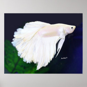 Platin Betta Fischplakat Poster