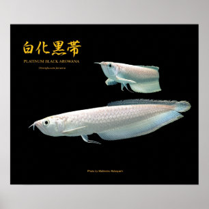 Platinum Black Arowana の ポ タ ス Poster