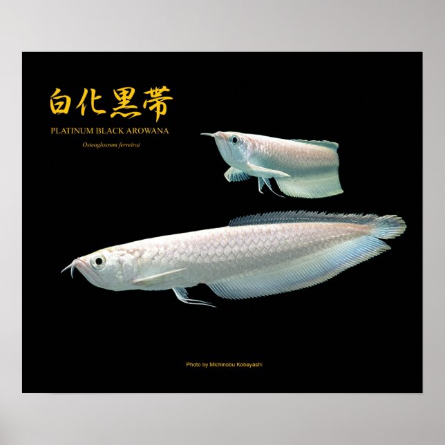 Platinum Black Arowana の ポ タ ス Poster (Vorne)