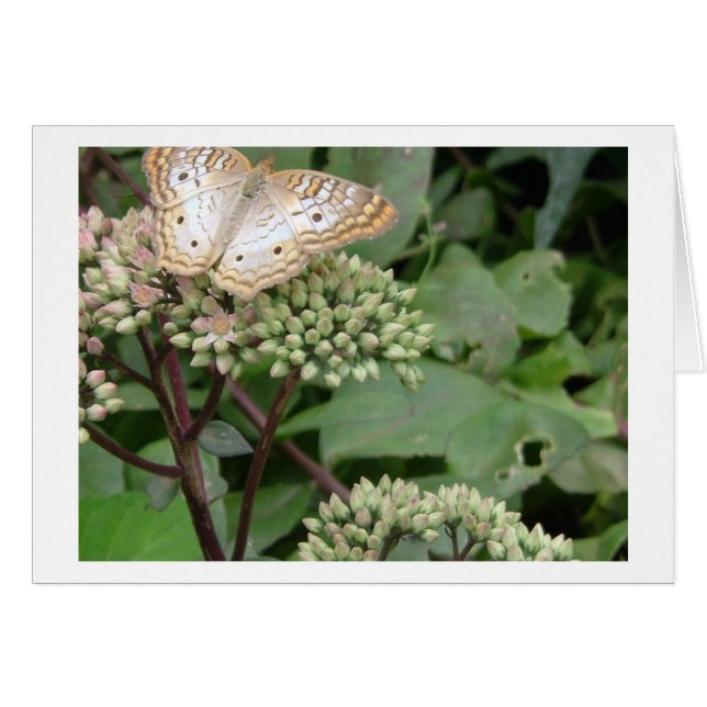 Platinum Monarach Butterfly (Vorderseite (Horizontal))