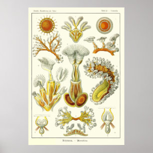 Platte23 Bryozoa Poster