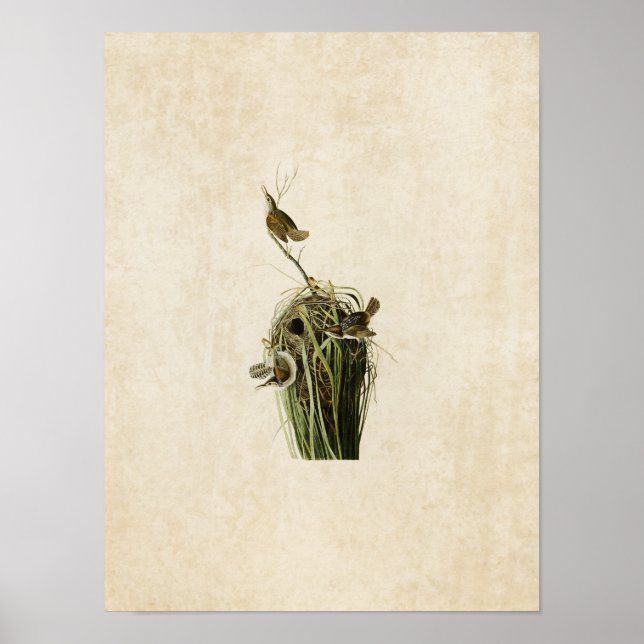 Platte 100 | Marsh Wren | Vögel in Amerika Poster (Vorne)