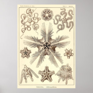 Platte 10 Ophiodea Poster