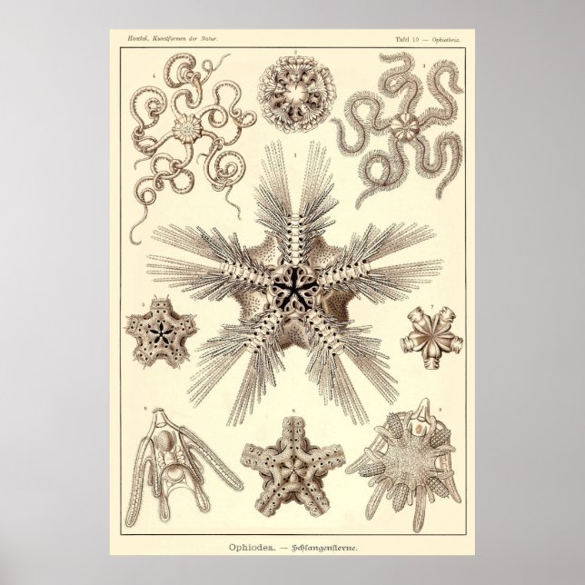 Platte 10 Ophiodea Poster (Vorne)