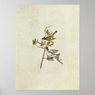 Platte 120 | Pewit Flycatcher | Vögel in Amerika Poster