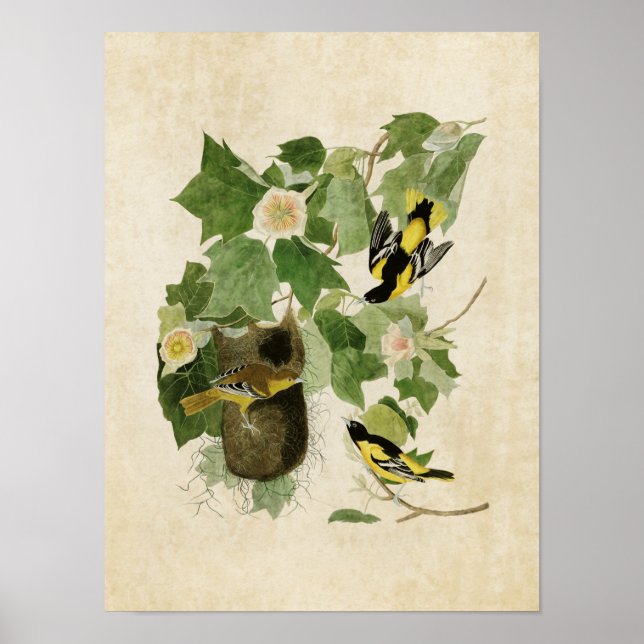 Platte 12 | Baltimore Oriole | Vögel in Amerika Poster (Vorne)