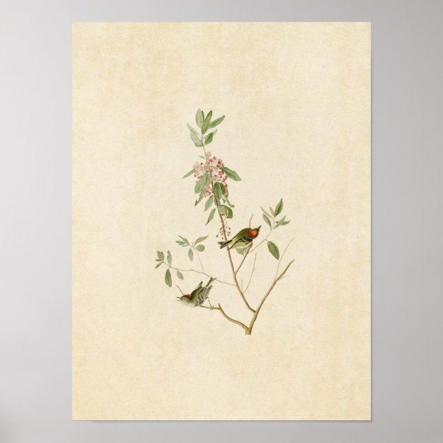 Platte 195 | Ruby-Crowned Wren | Vögel in Amerika Poster (Vorne)