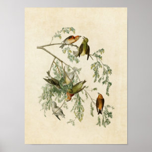 Platte 197 American Crossbill Vögel in Amerika Poster