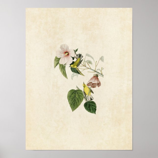 Platte 20 | Blauschwanzgelber Warbler Poster (Vorne)