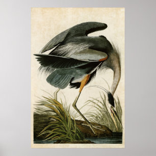 Platte 211   Great Blue Heron   Vögel in Amerika Poster