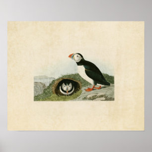 Platte 213 Puffin Vögel in Amerika Poster