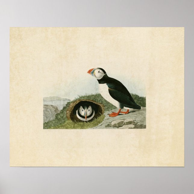 Platte 213 | Puffin | Vögel in Amerika Poster (Vorne)