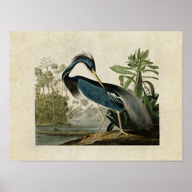 Platte 217 | Louisiana Heron | Vögel in Amerika Poster (Vorne)
