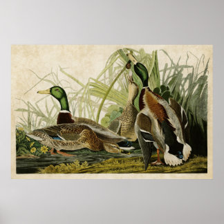 Platte 221 | Mallard Duck | Vögel in Amerika Poster