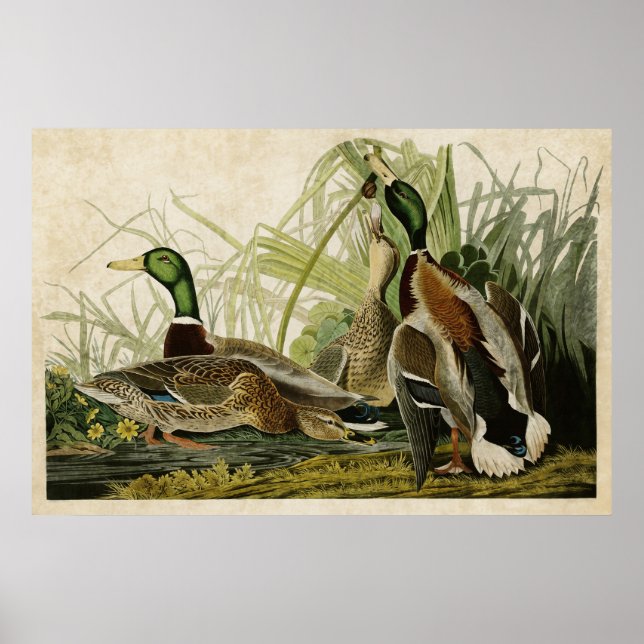 Platte 221 | Mallard Duck | Vögel in Amerika Poster (Vorne)