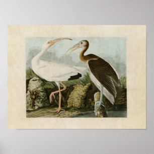 Platte 222 White Ibis Vögel in Amerika Poster