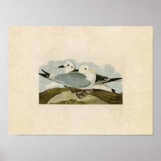Platte 224 | Kittiwake Gull | Vögel in Amerika Poster