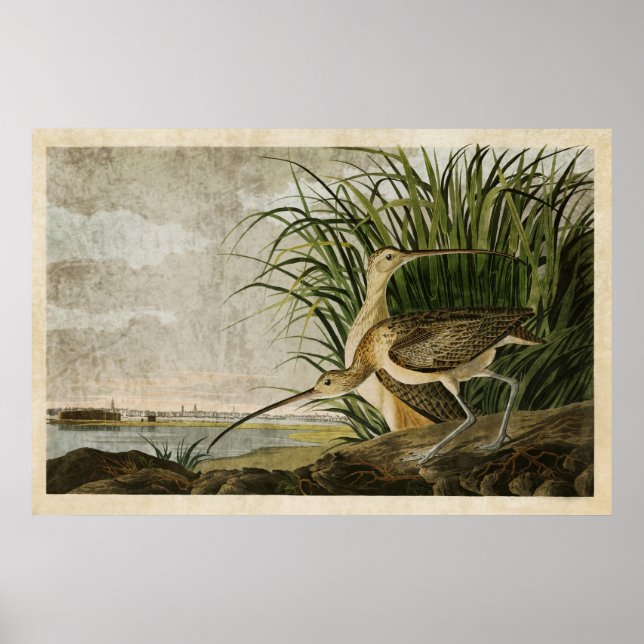 Platte 231 | Langschnabel | Vögel in Amerika Poster (Vorne)