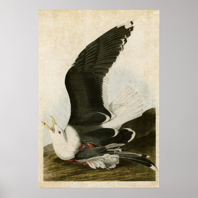 Platte 241 | Schwarzer Schiffsmöwe | Vögel in Amer Poster (Vorne)