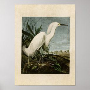 Platte 242 Schneeheron oder Weißer Egret Poster