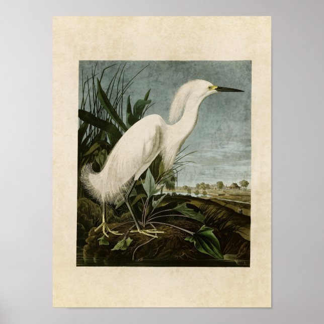 Platte 242 | Schneeheron oder Weißer Egret Poster (Vorne)
