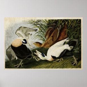 Platte 246 Edier Duck Vögel in Amerika Poster