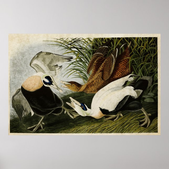 Platte 246 | Edier Duck | Vögel in Amerika Poster (Vorne)