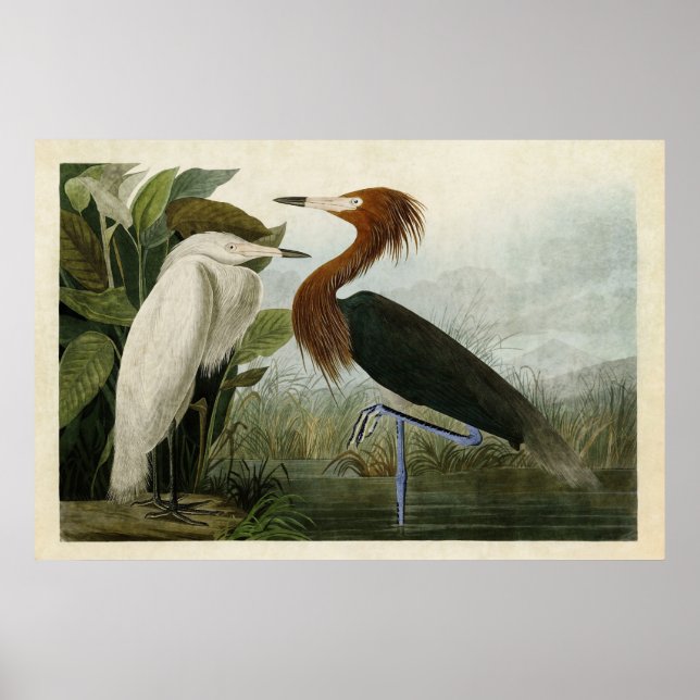 Platte 256 | Lila Heron | Vögel in Amerika Poster (Vorne)