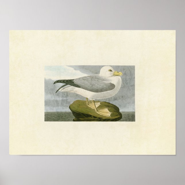 Platte 264 | Fulmar Petrel | Vögel in Amerika Poster (Vorne)