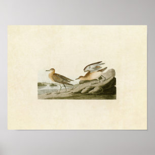 Platte 265 Sandpiper mit Brustbrust Poster
