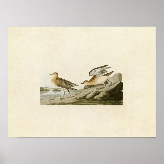 Platte 265 | Sandpiper mit Brustbrust Poster (Vorne)