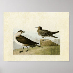Platte 272 Richardson's Jäger Vögel in Amerika Poster