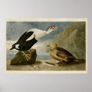 Platte 276 King Duck Vögel in Amerika Poster